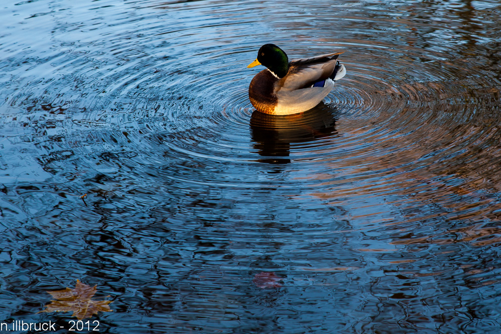 Ente im Rombergpark / Dortmund