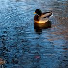 Ente im Rombergpark / Dortmund