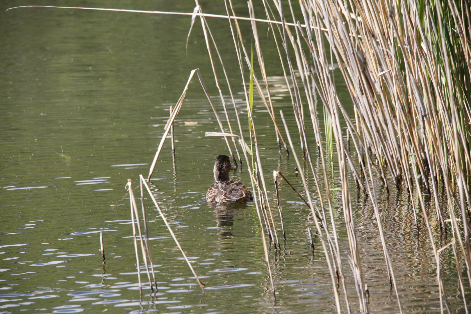 Ente im Schilf