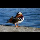 Ente im Schloss Schönbrunn