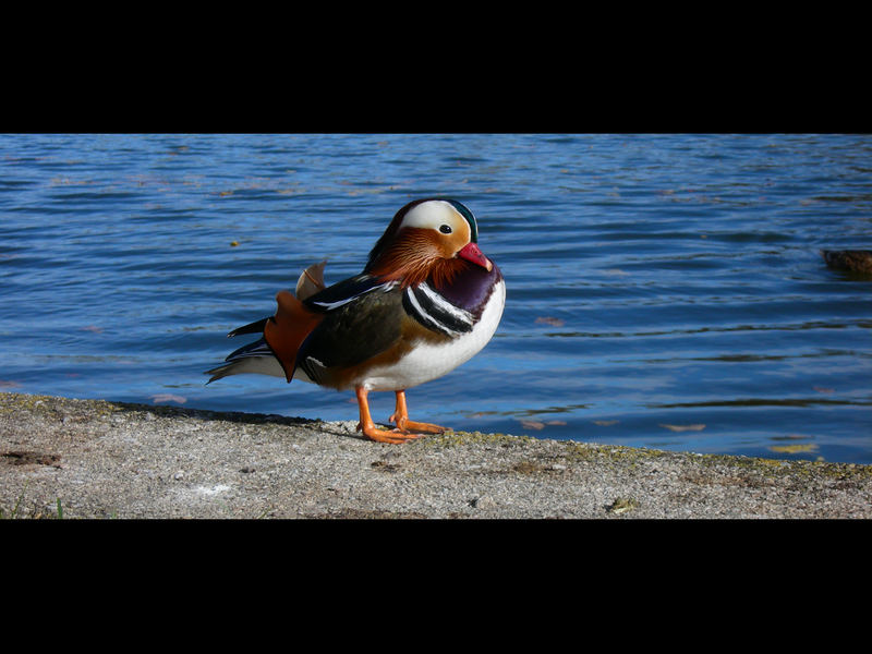 Ente im Schloss Schönbrunn