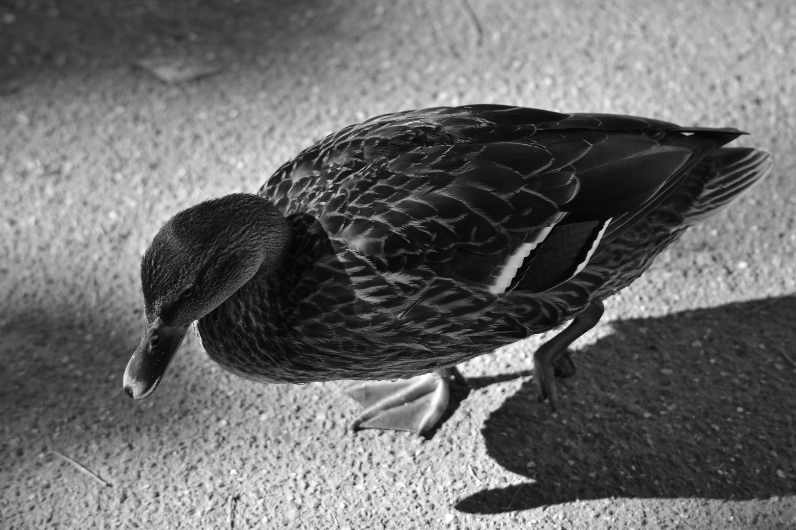 Ente im Schlosspark #01, Weinheim a. d. Bergstraße