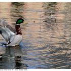 Ente im Schloßpark Biebrich