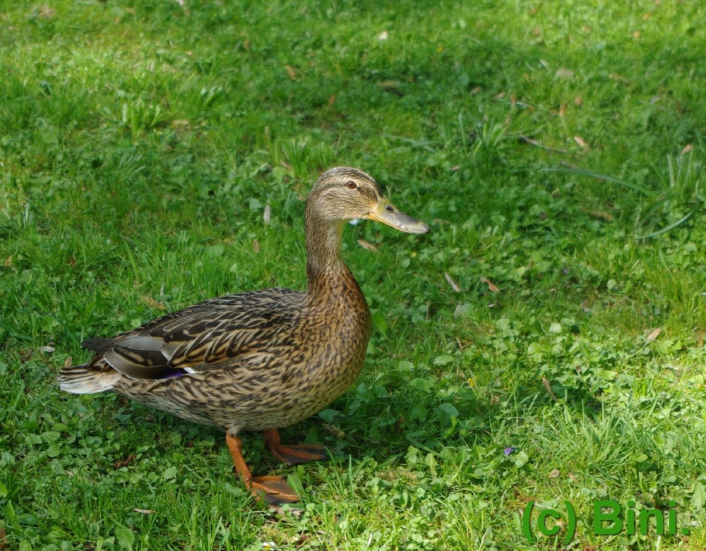 Ente im Schloßpark