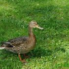 Ente im Schloßpark