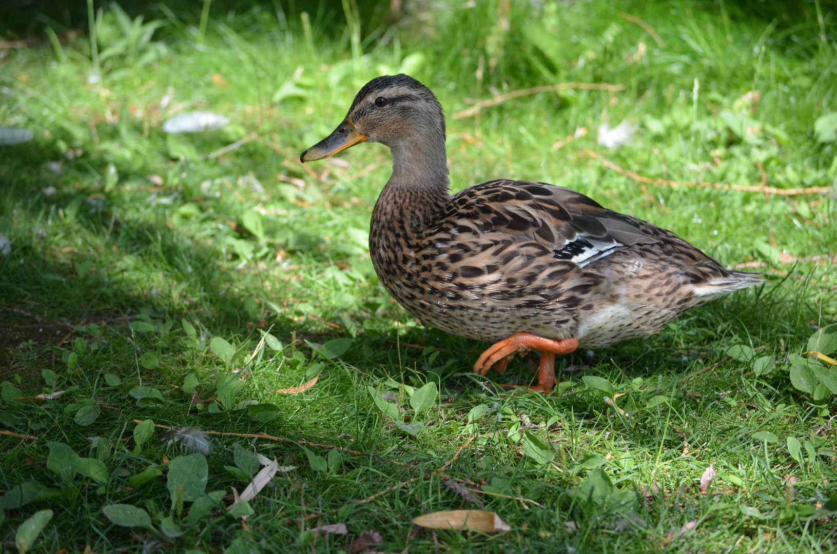 Ente im Schlosspark Schwerin