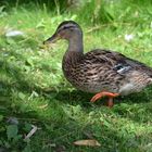 Ente im Schlosspark Schwerin