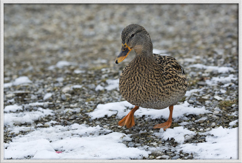 Ente im Schnee