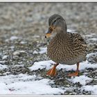 Ente im Schnee