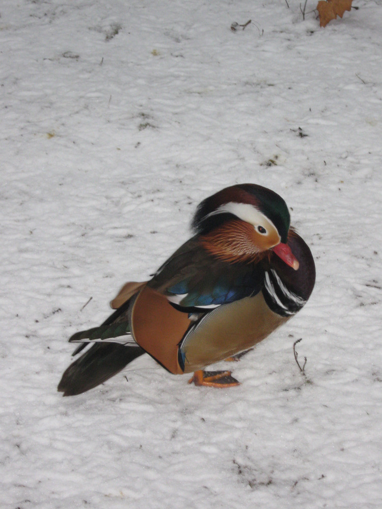 Ente im Schnee ;-)