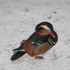 Ente im Schnee ;-)