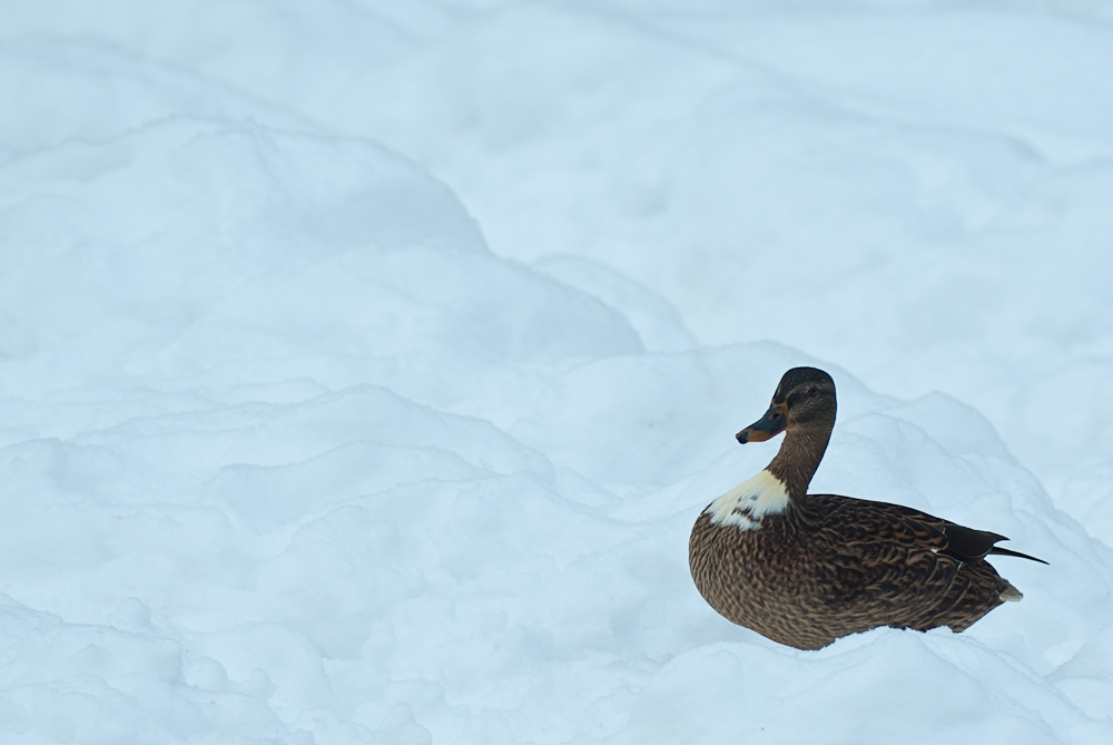 Ente im Schnee