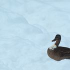 Ente im Schnee