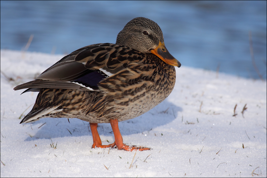 Ente im Schnee