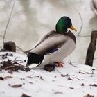 Ente im Schnee