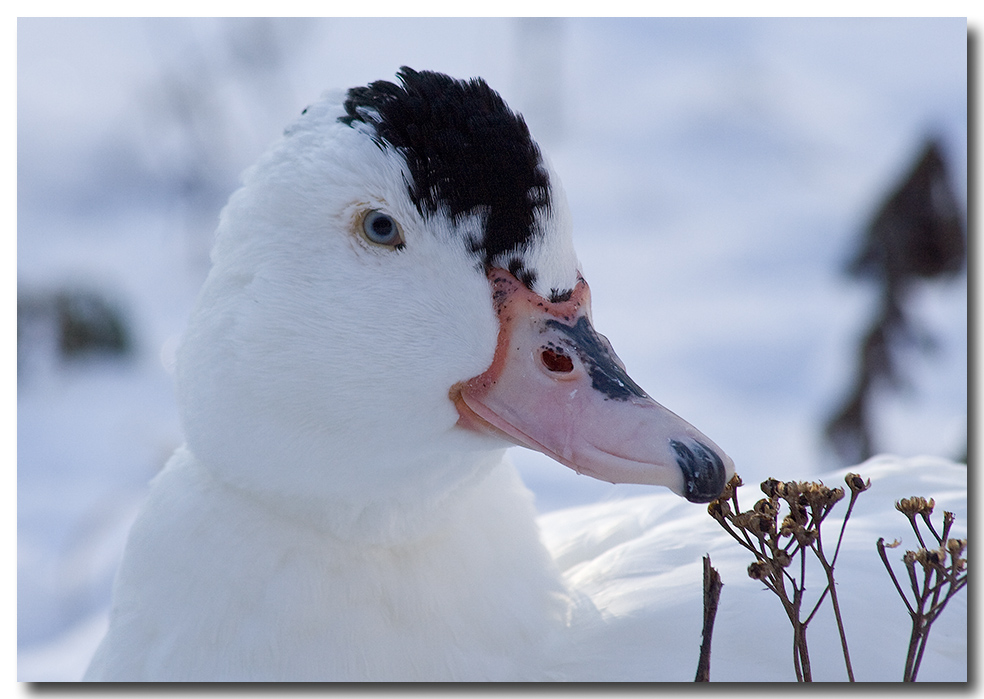 Ente im Schnee