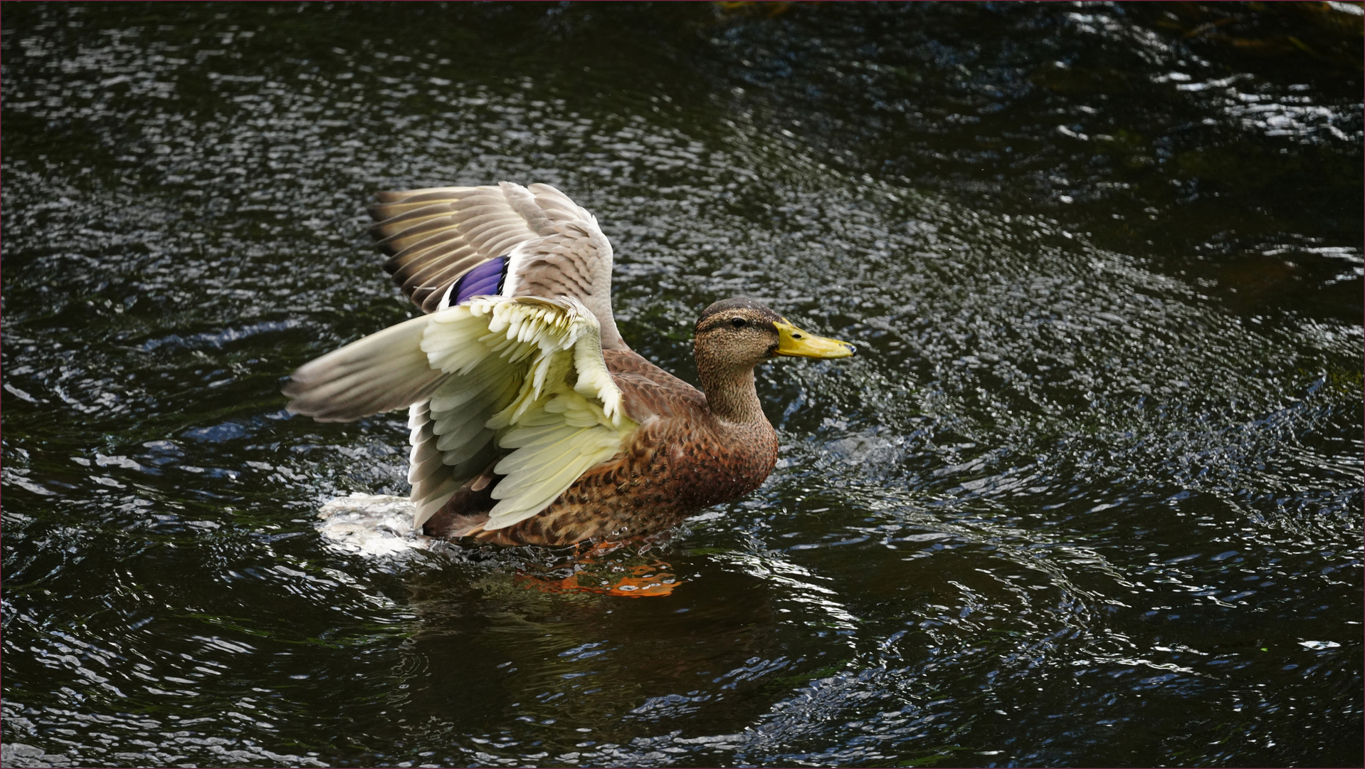 Ente im Schwarzen Meer ....