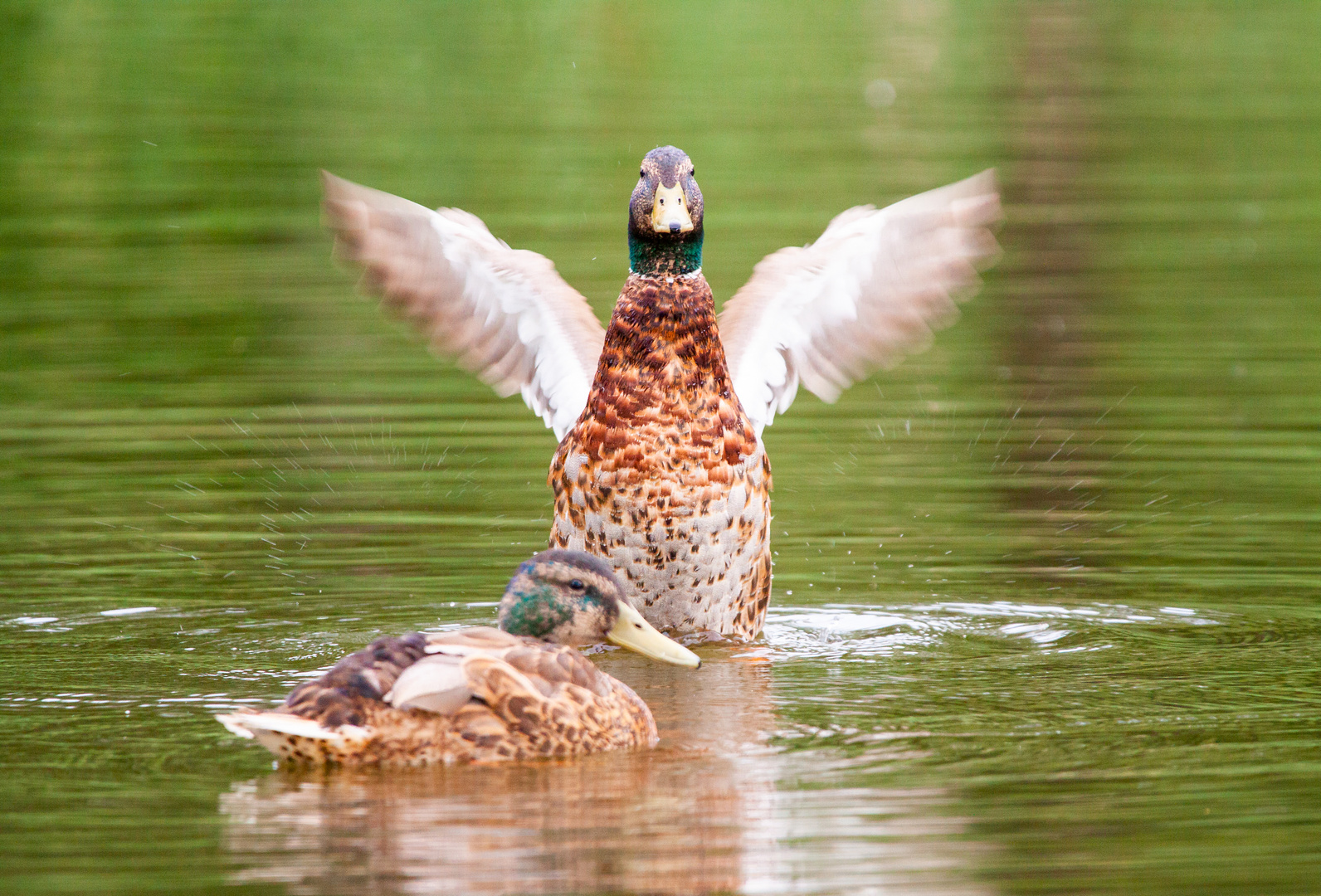 Ente-im-"schwarzen-Teich"-28.06.2020