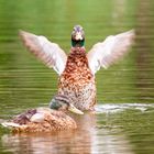 Ente-im-"schwarzen-Teich"-28.06.2020