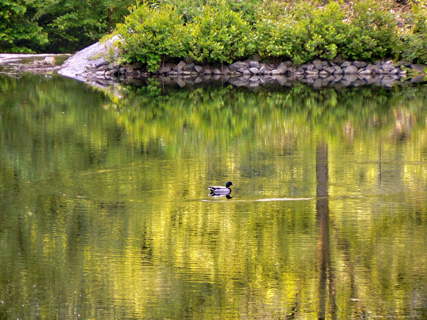 Ente im See