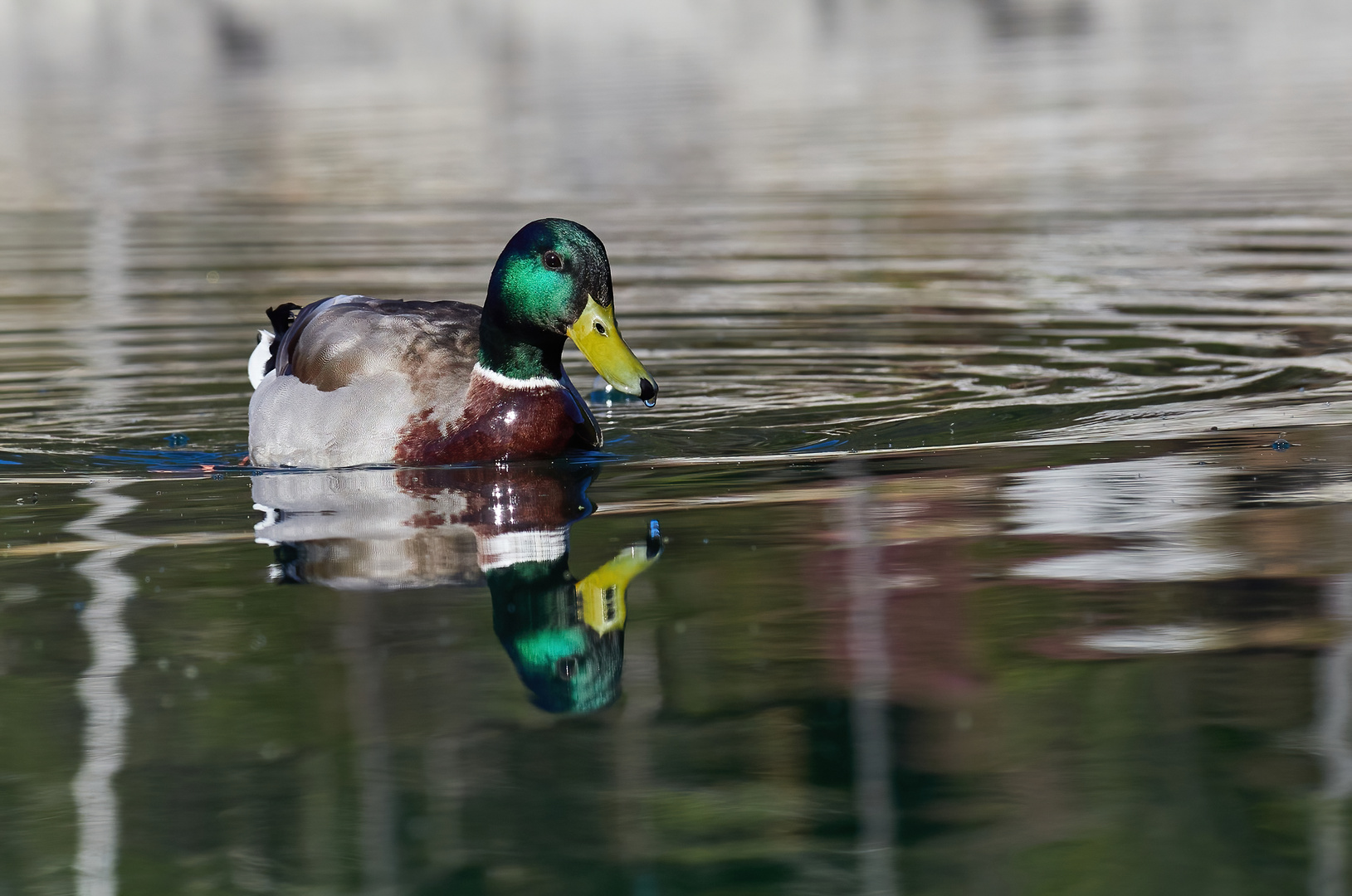 Ente im See