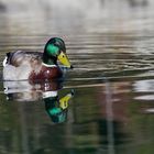 Ente im See