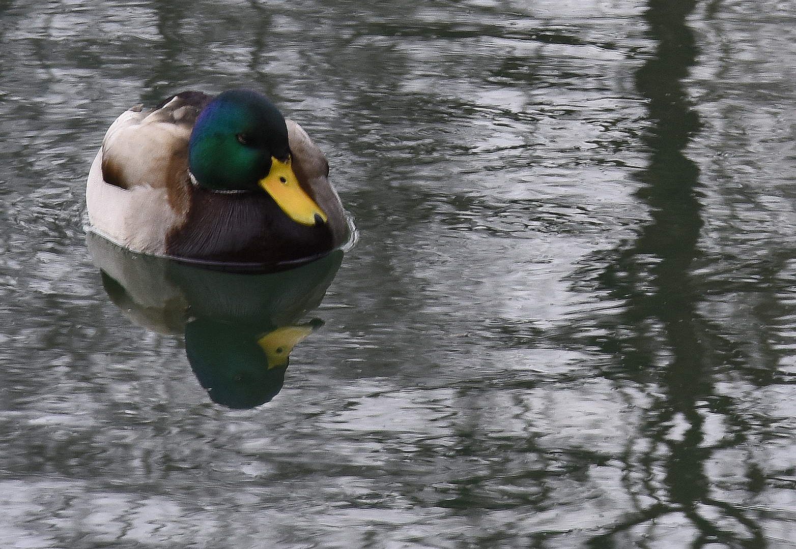 Ente im See