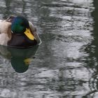 Ente im See