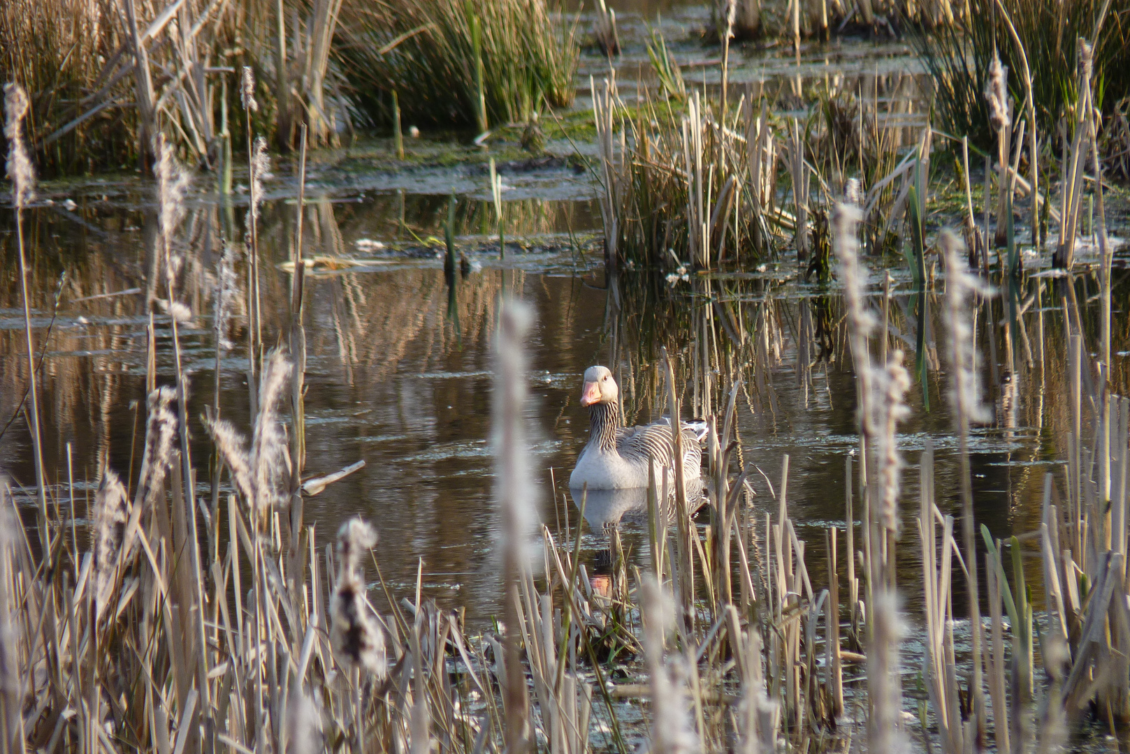 Ente im See