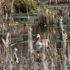 Ente im See