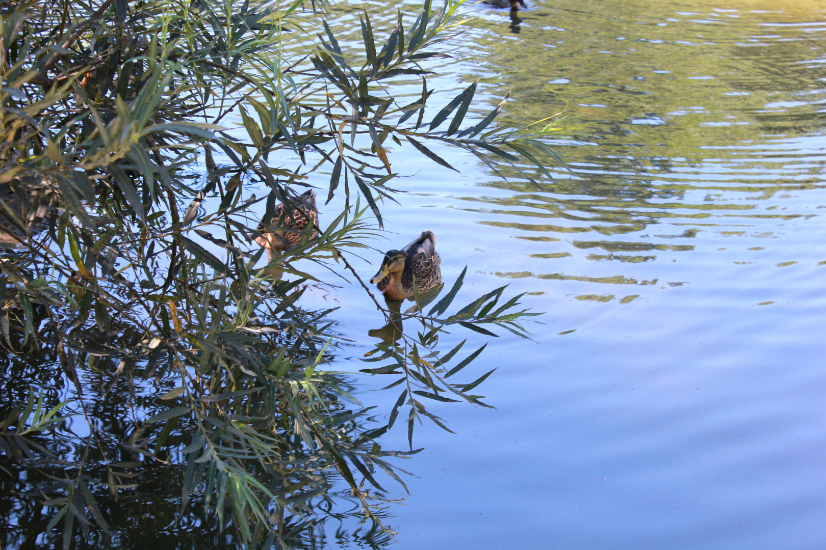 Ente im See