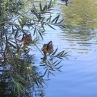 Ente im See