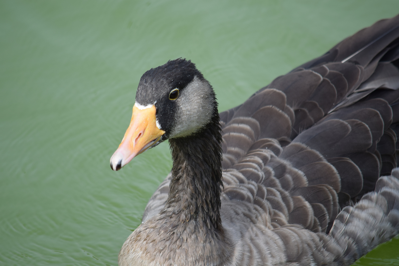 Ente im See