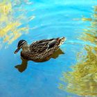 Ente im See  Tierpark Worms