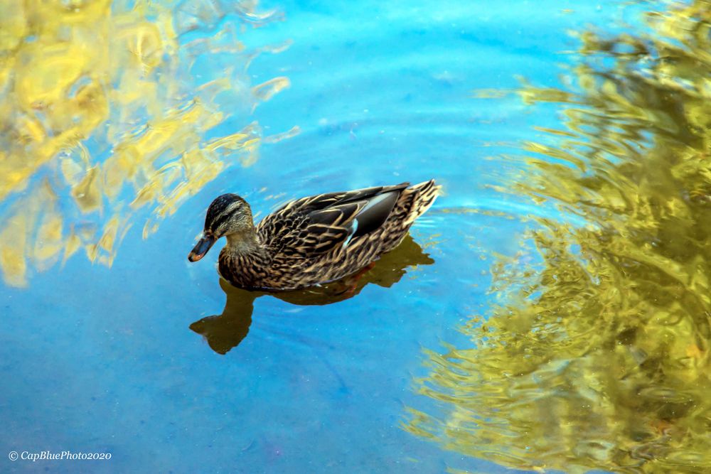 Ente im See  Tierpark Worms