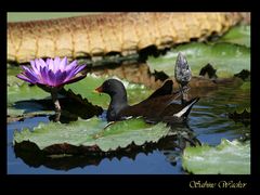 Ente im Seerosenteich