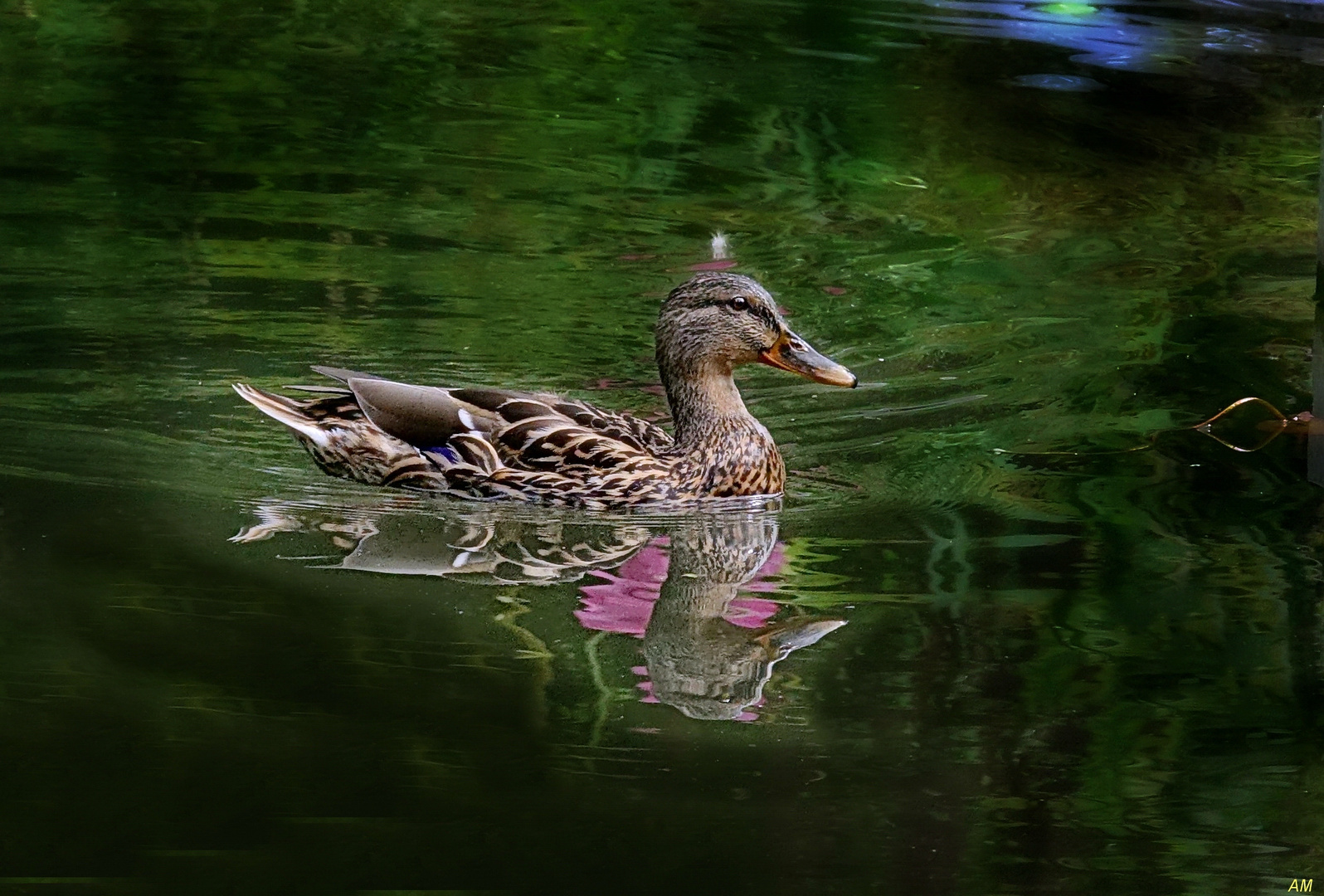 Ente im Seerosenteich 