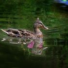 Ente im Seerosenteich 