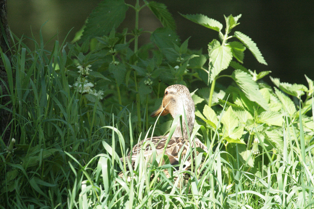 ente im sonnenbad