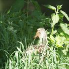 ente im sonnenbad