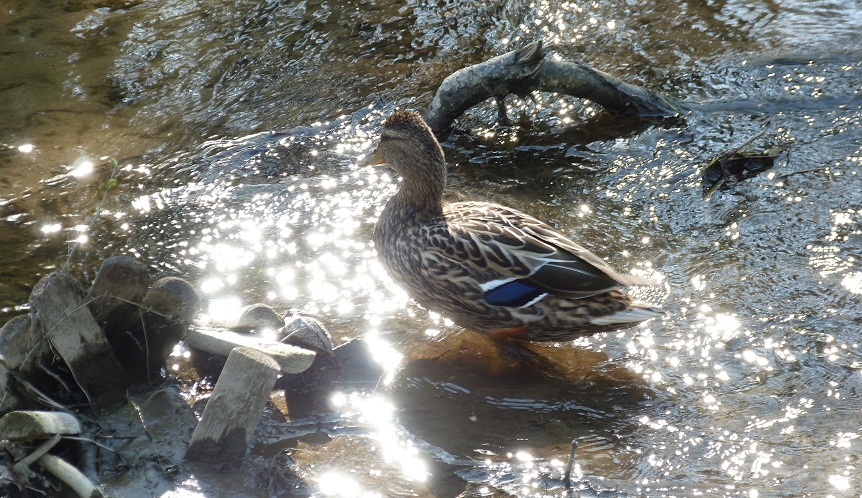 Ente im Sonnenlicht