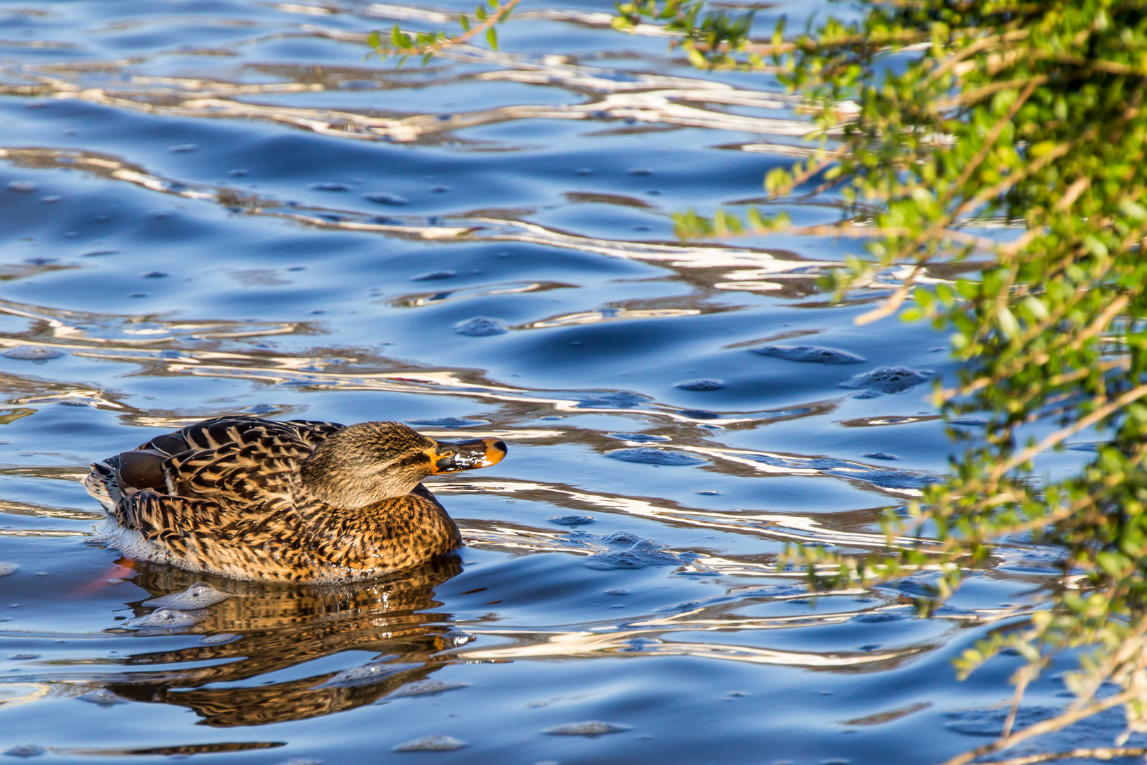 Ente im Sonnenlicht