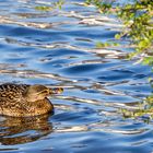 Ente im Sonnenlicht