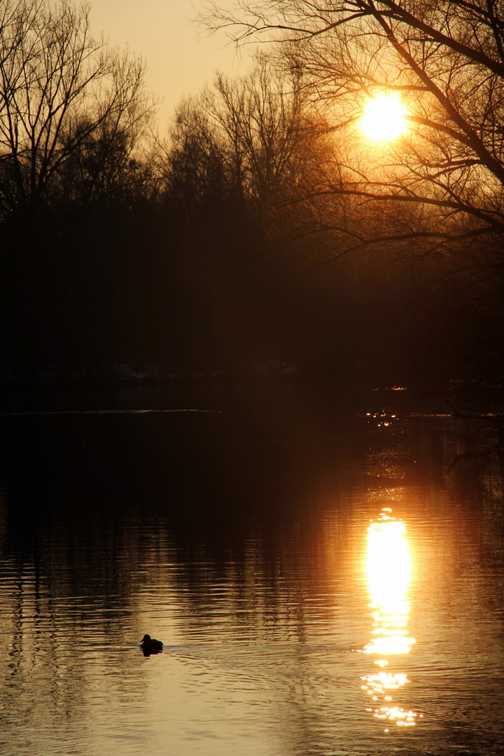 ente im sonnenuntergang