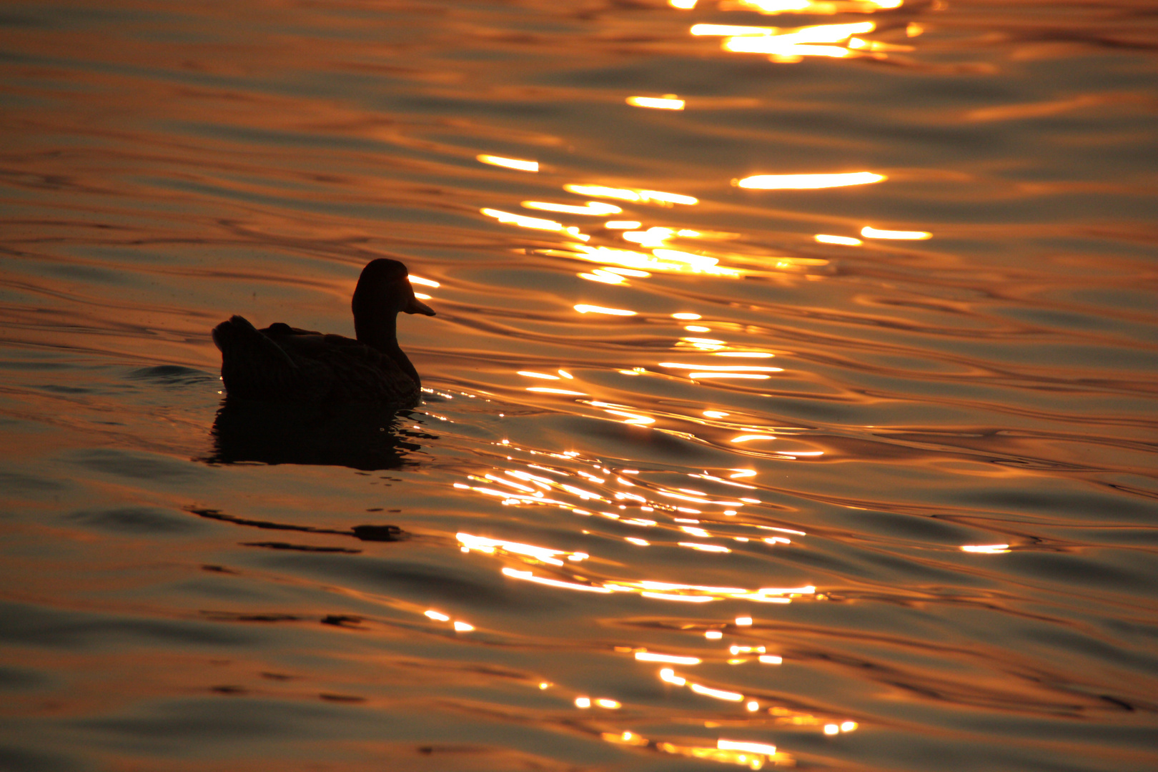 Ente im Sonnenuntergang