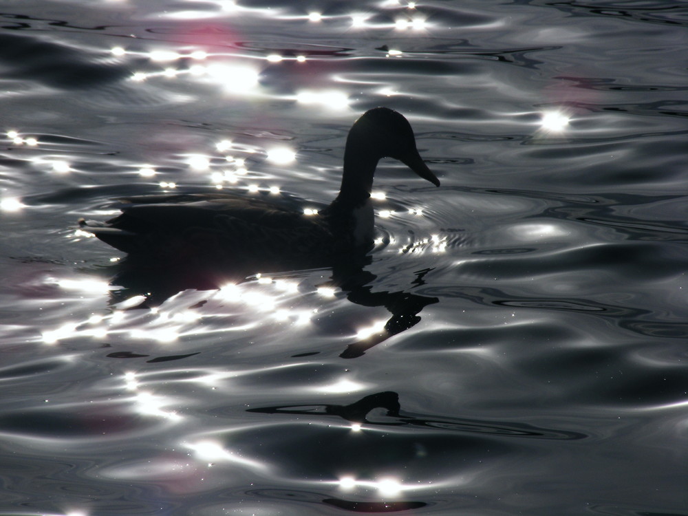 Ente im Sonnenuntergang