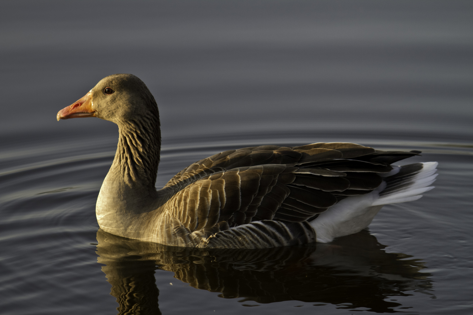 Ente im Sonnenuntergang