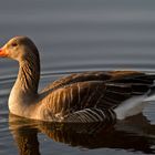 Ente im Sonnenuntergang