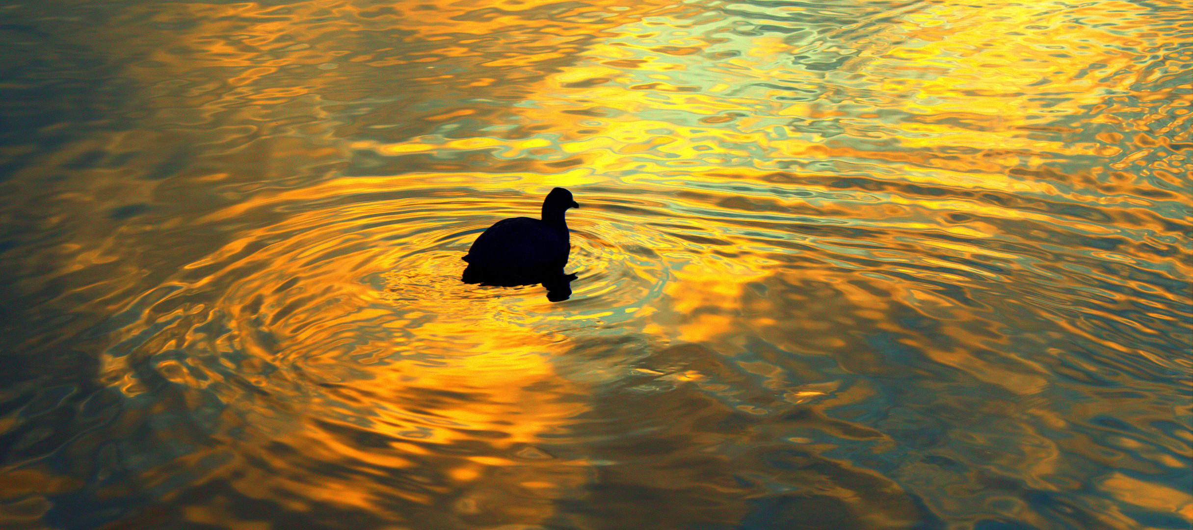 Ente im Sonnenuntergang