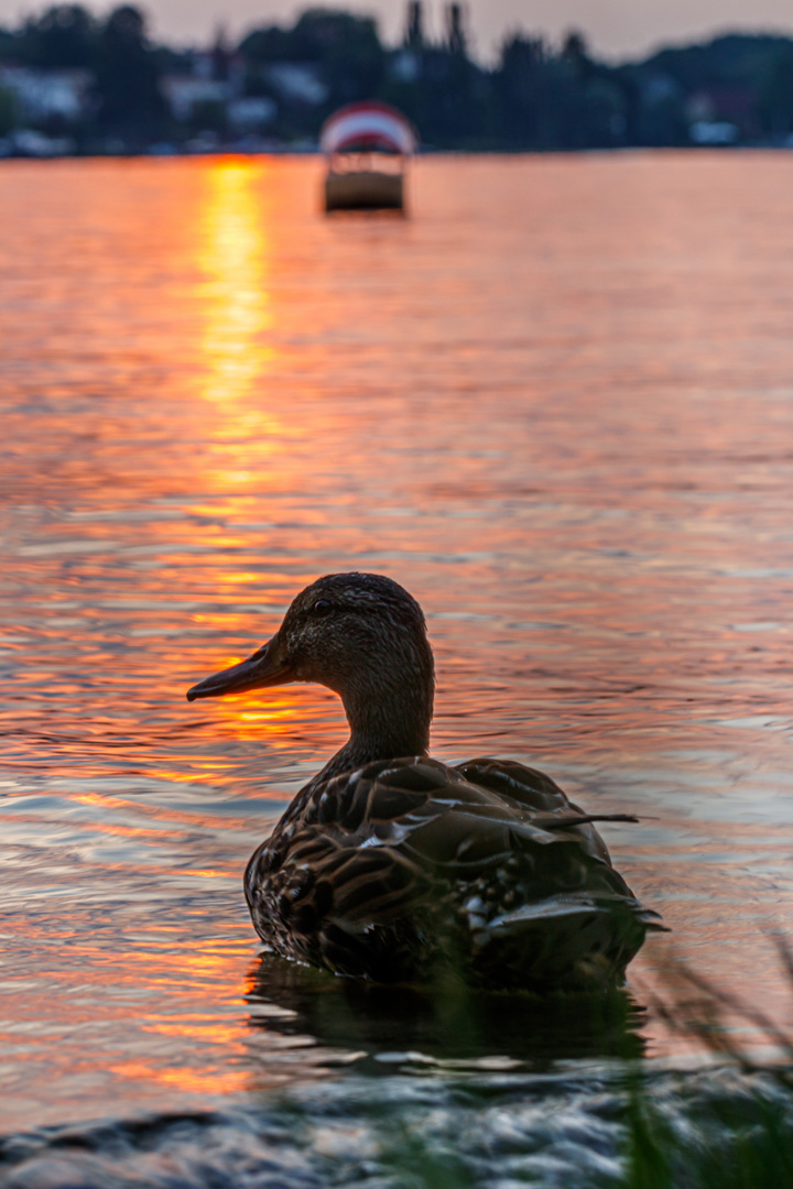 Ente im Sonnenuntergang